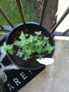 catmint 1