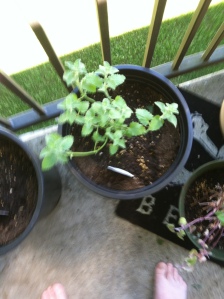 catmint 2